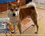 Собаки в Красноярске: Потерялся Сиба-ину Мальчик, 1 руб. - фото 1
