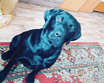 Собаки в Амурске: Ищем нашему парню девочку)лабрадор, Бесплатно - фото 1