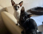 Кошки в Санкт-Петербурге: Ориентальные котята Мальчик, 35 000 руб. - фото 5
