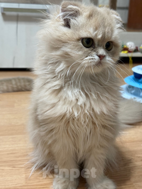 Кошки в Москве: Котята шотландские Девочка, Бесплатно - фото 3