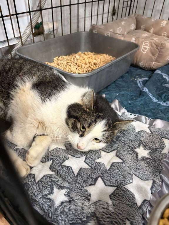 Кошки в Мурином: Кот-джентельмен, двухцветный, взрослый, ищет дом. Мальчик, Бесплатно - фото 1