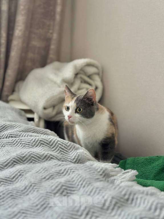 Кошки в Москве: Смешная кошечка Рикса ищет дом Девочка, Бесплатно - фото 4