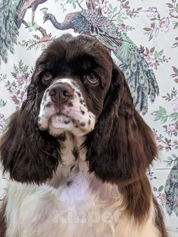 Собаки в Рыбинске: Щенки шоколадного пула Девочка, 45 000 руб. - фото 2