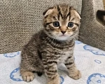 Кошки в Балашихе: Шотландские вислоухие котята 😻 Разнополые, 13 000 руб. - фото 2