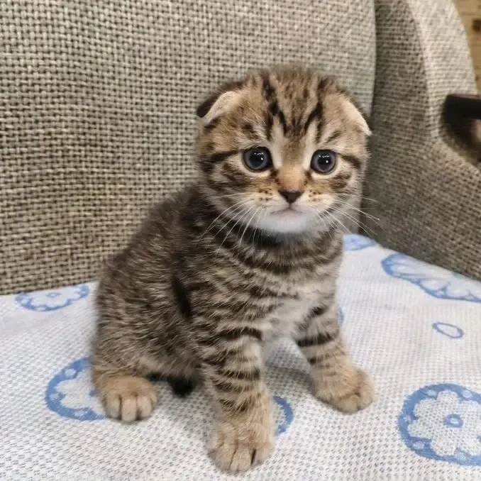 Кошки в Балашихе: Шотландские вислоухие котята 😻 Разнополые, 13 000 руб. - фото 2