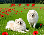 Собаки в других городах Ростовской области: Снежный Барсик из Стеллар Микс Мальчик, 35 000 руб. - фото 5