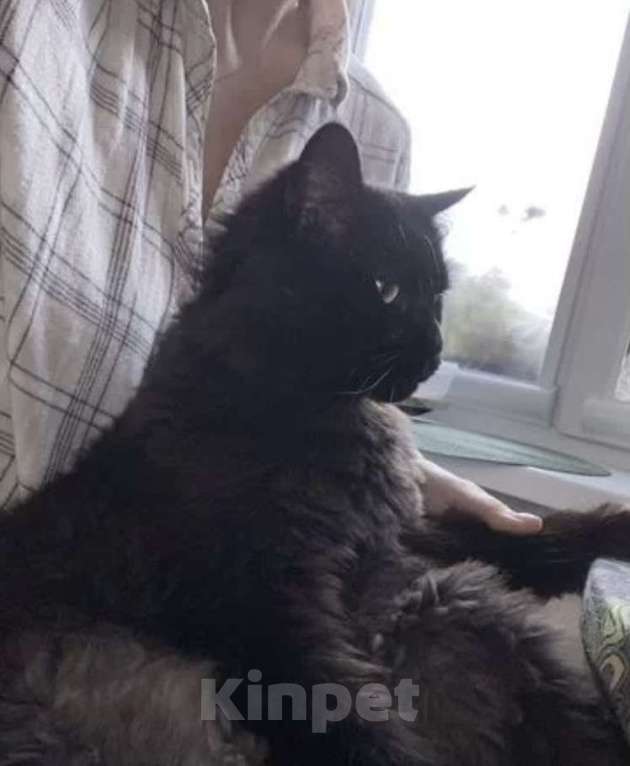 Кошки в Санкт-Петербурге: Ищет новый дом Девочка, Бесплатно - фото 4