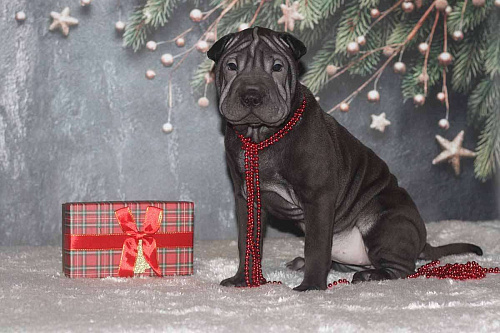 Шарпей черная девочка