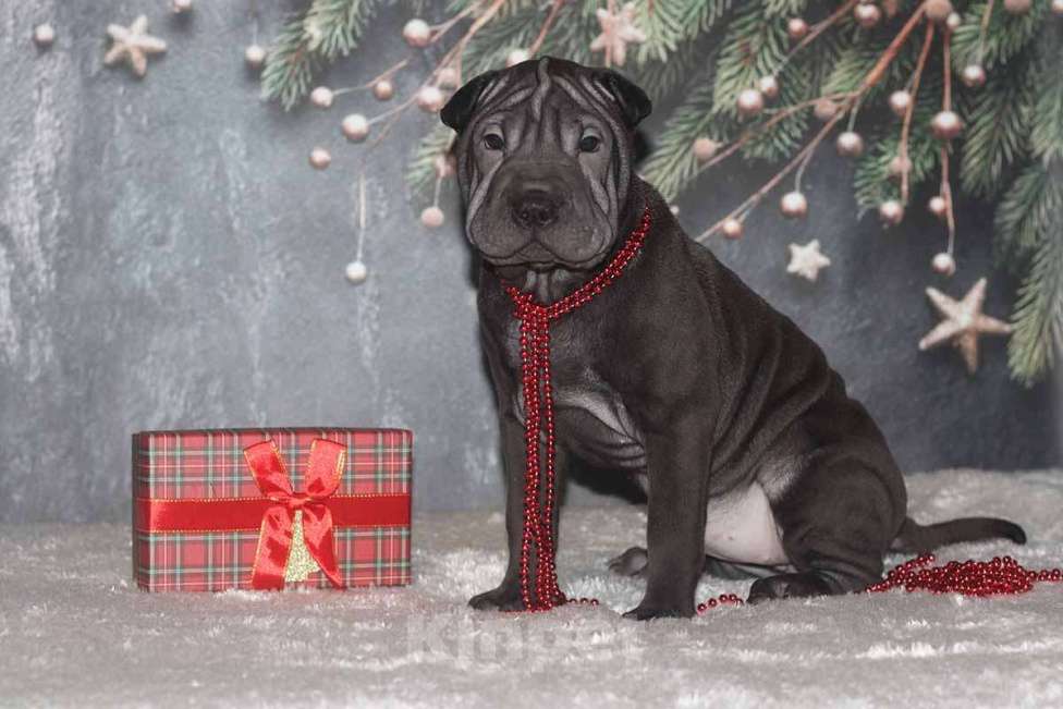 Собаки в Екатеринбурге: Шарпей черная девочка Девочка, 30 000 руб. - фото 1