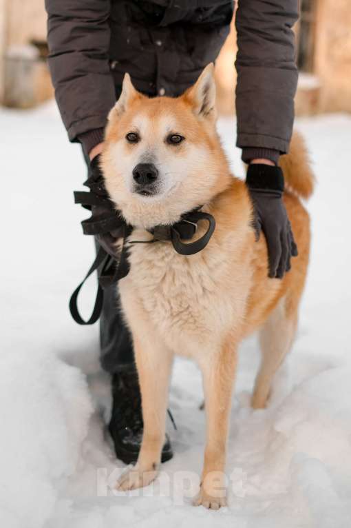 Собаки в Санкт-Петербурге: Яркий спокойный Рыжик из приюта Мальчик, Бесплатно - фото 10