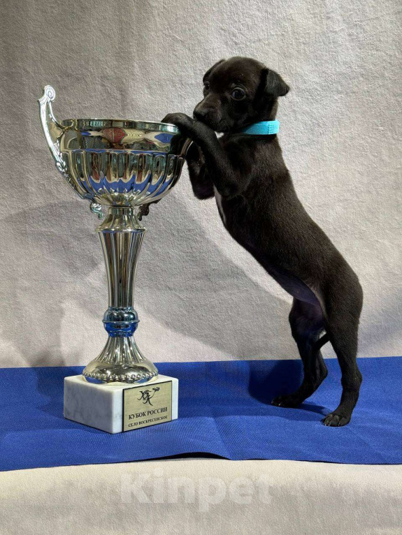 Собаки в Москве: Щенки, порода Уиппет Девочка, Бесплатно - фото 2