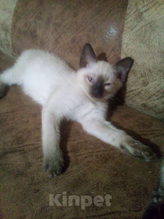 Кошки в других городах Ленинградской области: Сиамский котёнок Девочка, 15 000 руб. - фото 6