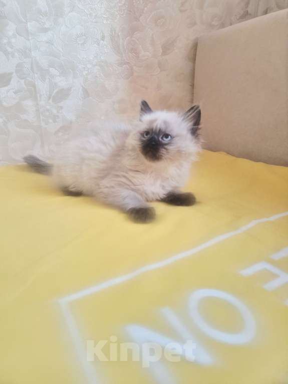 Кошки в Москве: Девочка Рэгдолл Девочка, 55 000 руб. - фото 3