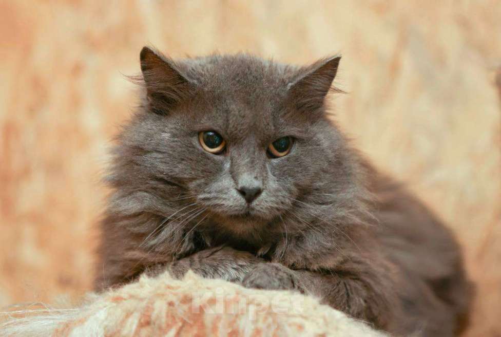 Кошки в Москве: Кот Зефир ищет дом! Мальчик, Бесплатно - фото 1