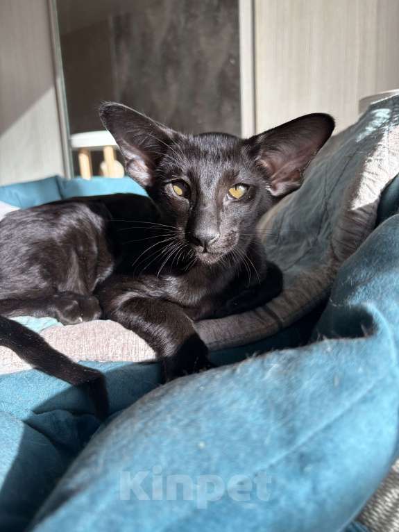 Кошки в Казани: Ориентальные котята  Девочка, Бесплатно - фото 5