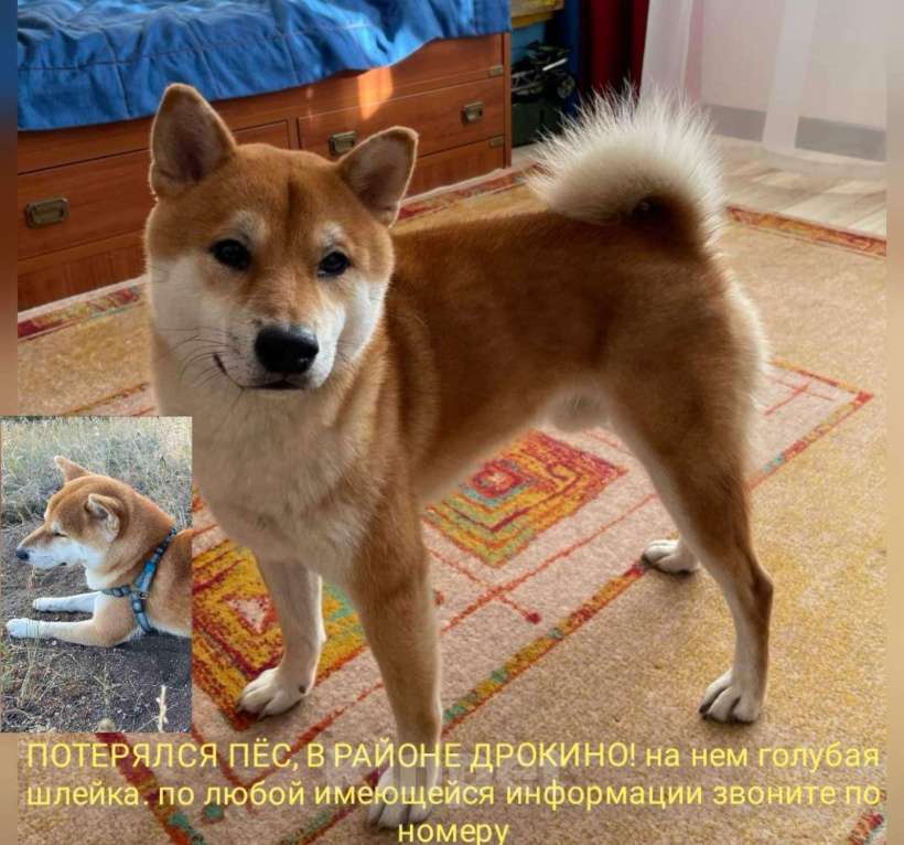 Собаки в Красноярске: Потерялся Сиба-ину Мальчик, 1 руб. - фото 1