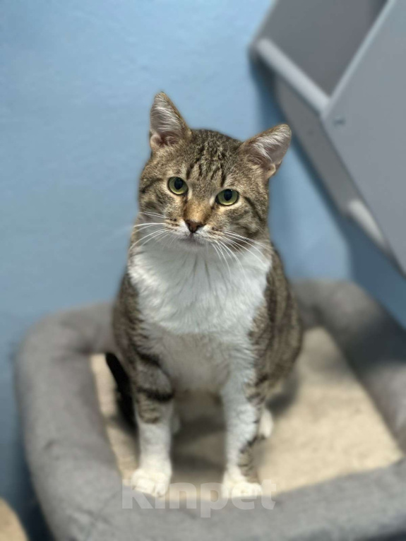Кошки в Москве: Семен ждёт свою семью Мальчик, Бесплатно - фото 4