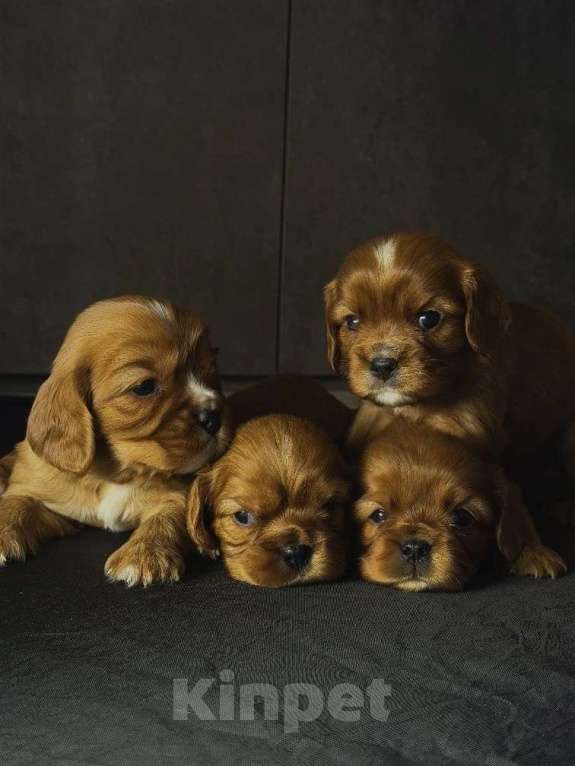 Собаки в Котовске: Продаются щенки Кавалер Кинг Чарльз спаниель Мальчик, 60 000 руб. - фото 1