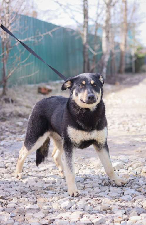 Собаки в Подольске: Кейт в добрые руки  Девочка, Бесплатно - фото 3