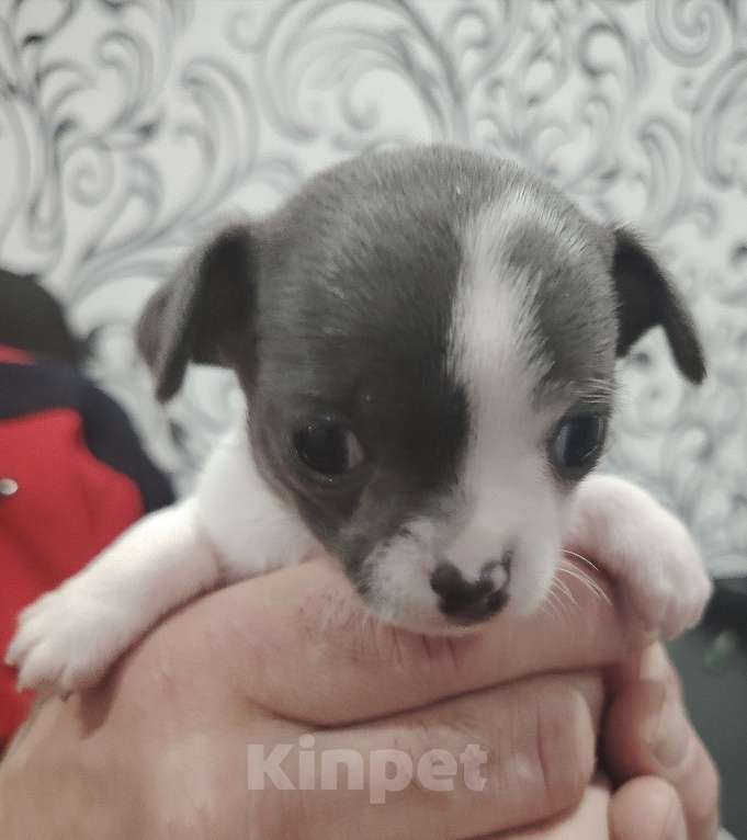 Собаки в Санкт-Петербурге: Чихуахуа Девочка, 30 000 руб. - фото 3