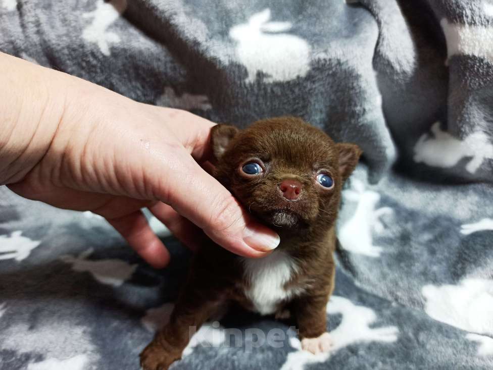 Собаки в Санкт-Петербурге: Чихуахуа Добрыня шоколадного окраса Мальчик, 70 000 руб. - фото 3
