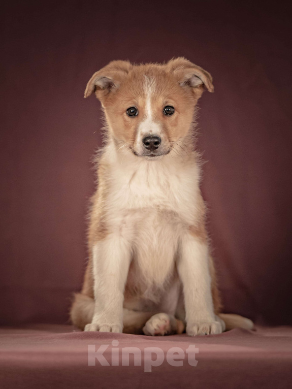 Собаки в Клине: Рейна — солнечная девочка с добрым сердцем, которая станет источником счастья для своей семьи Девочка, Бесплатно - фото 10