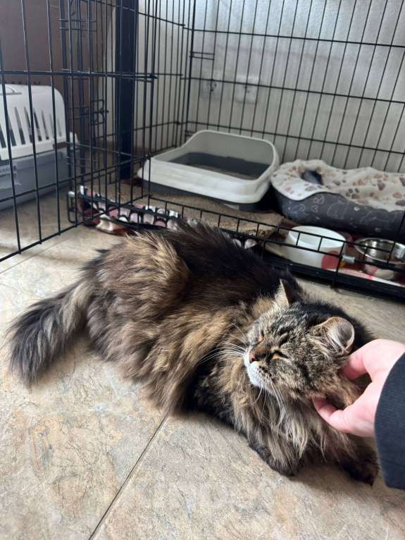 Кошки в Москве: Сибирская кошка Аська в добрые руки Девочка, Бесплатно - фото 5