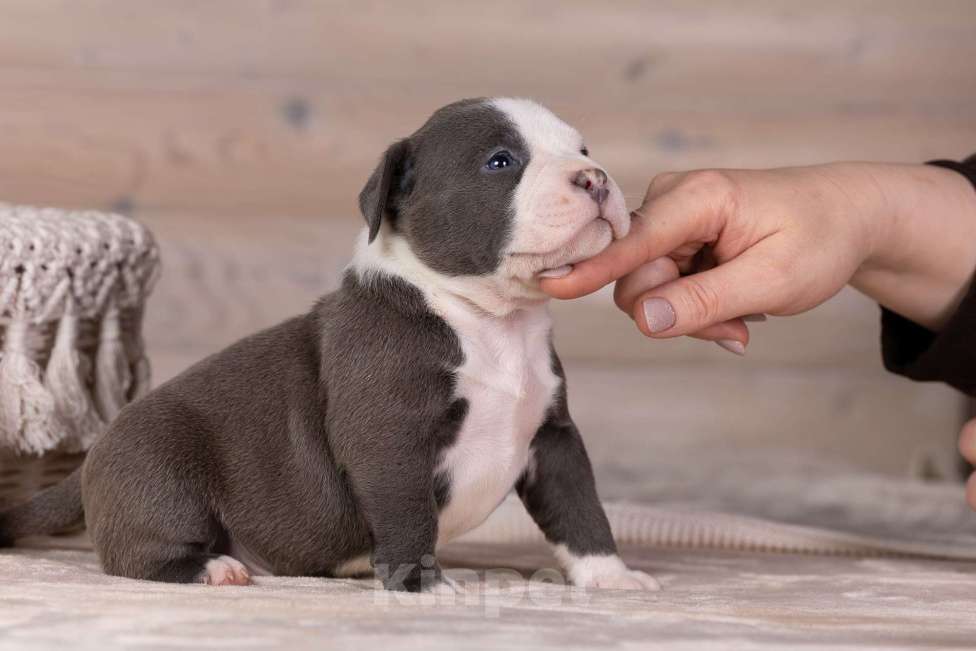 Собаки в Королеве: Американский булли Мальчик, 200 000 руб. - фото 5