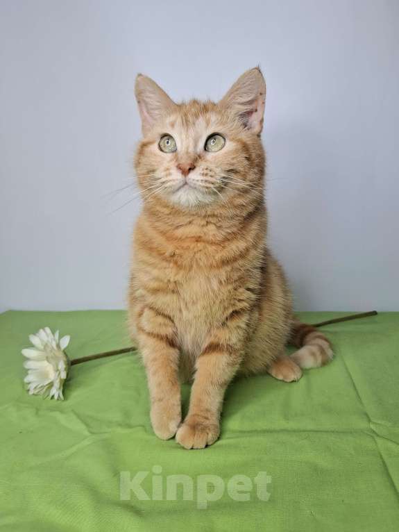 Кошки в Москве: Сания будет на выставке-пристройстве в Москве Девочка, Бесплатно - фото 4