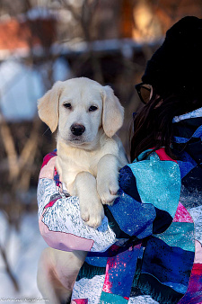 Щенок лабрадора 