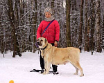 Собаки в Видном: Алабайка Китнисс, 2 года Девочка, Бесплатно - фото 2