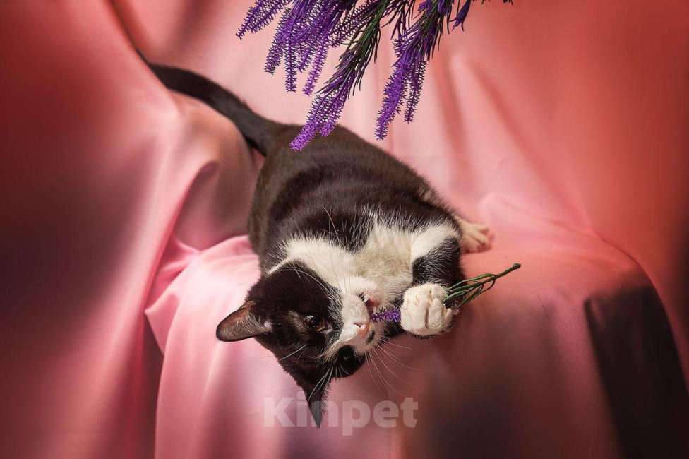 Кошки в Москве: Ласковая кошечка Мушка в добрые руки Девочка, Бесплатно - фото 4