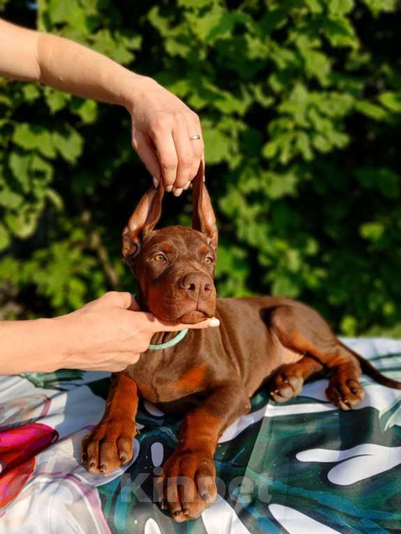 Собаки в Краснодаре: Щенки добермана от титулованых родителей Мальчик, 50 000 руб. - фото 3