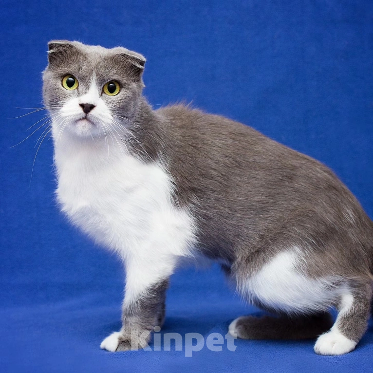 Кошки в Москве: Семья отказалась от Евы 💔 Девочка, Бесплатно - фото 3