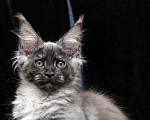 Кошки в Москве: Котён мейн-кун черный дым Девочка, 90 000 руб. - фото 3