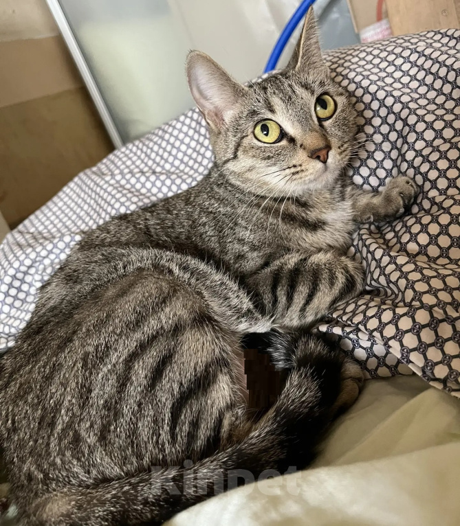 Кошки в Екатеринбурге: Кошечка Роза Девочка, Бесплатно - фото 4