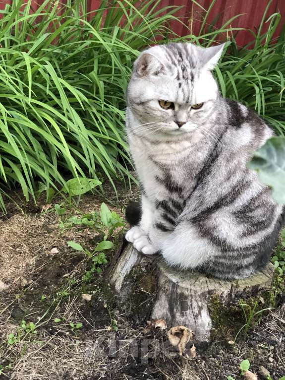 Кошки в Москве: Мия Девочка, Бесплатно - фото 4