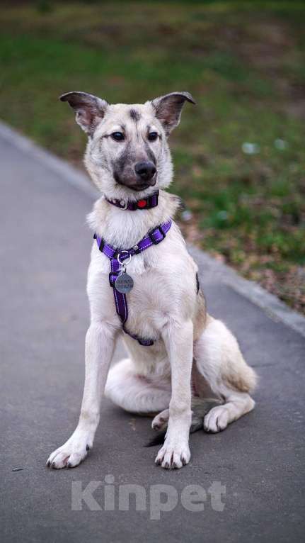 Собаки в Ногинске: Щенок Келли в добрые руки Девочка, Бесплатно - фото 2