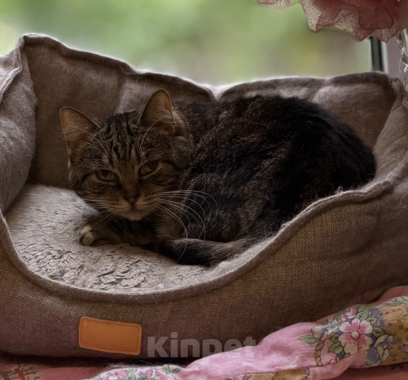 Кошки в Санкт-Петербурге: Матильда, кошечка в добрые руки Девочка, Бесплатно - фото 6