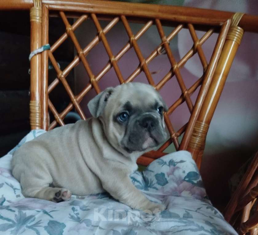 Собаки в Москве: Милый малыш французский бульдог. Мальчик, 70 000 руб. - фото 3