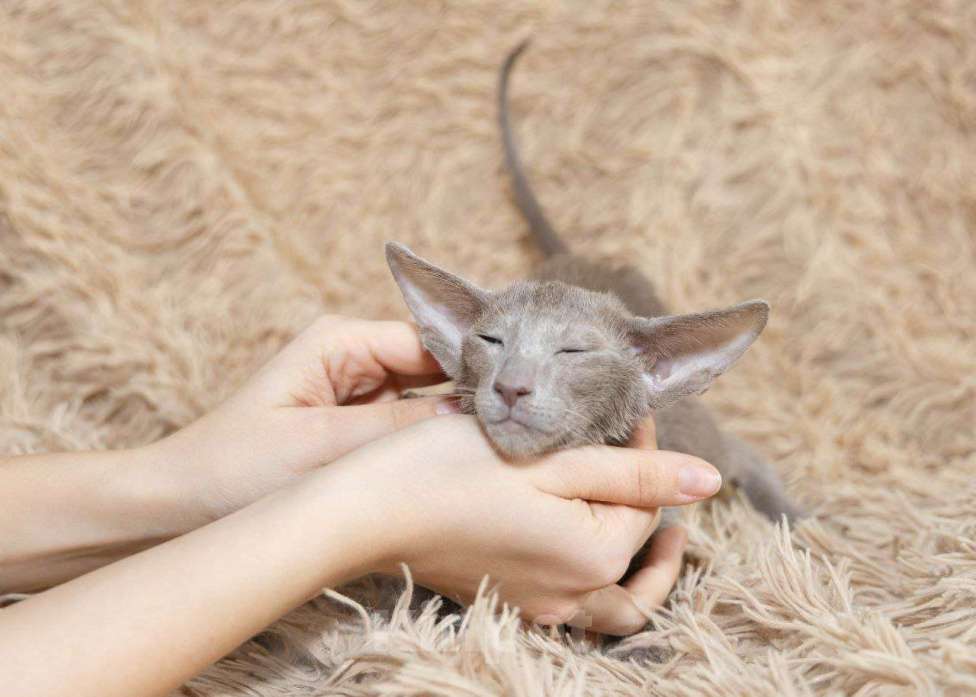 Кошки в Москве: Ориентальный котенок Мальчик, 55 000 руб. - фото 6