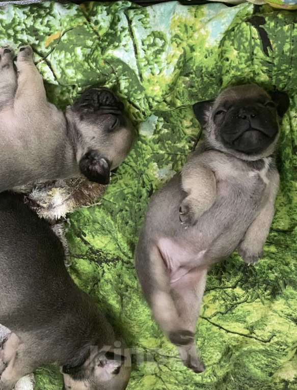 Собаки в Нижнем Новгороде: Щенки французского бульдога в продаже Девочка, 50 000 руб. - фото 6