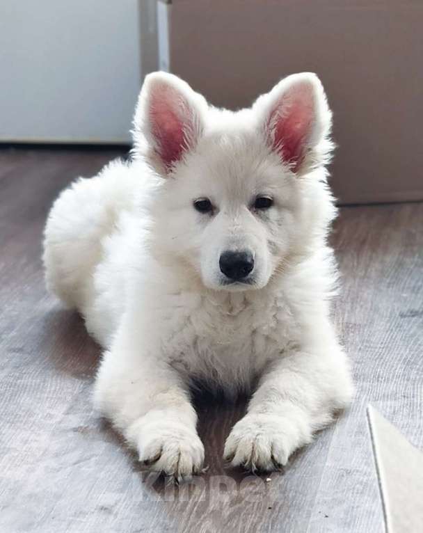 Собаки в Иркутске: Перспективная девочка БШО  Девочка, 100 000 руб. - фото 8