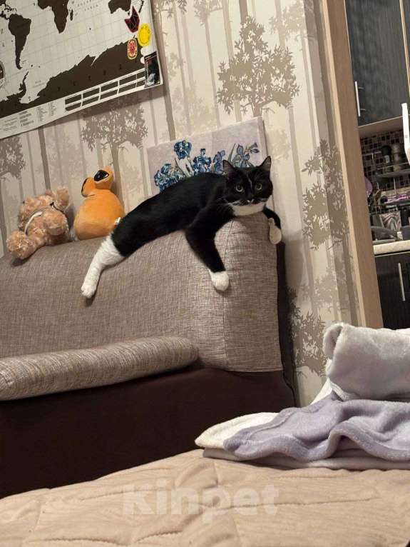 Кошки в Москве: кошка Шошанна срочно ищет дом Девочка, Бесплатно - фото 7