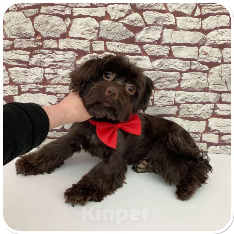 Собаки в Москве: Йорк горький шоколад девочка взрослая крупная Девочка, 49 000 руб. - фото 3