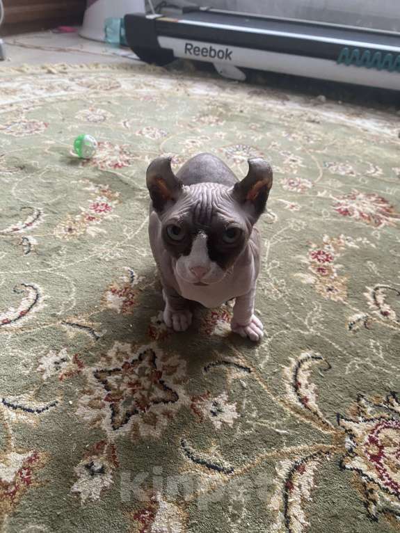 Кошки в Балашихе: Котенок Эльф Девочка, 15 000 руб. - фото 3