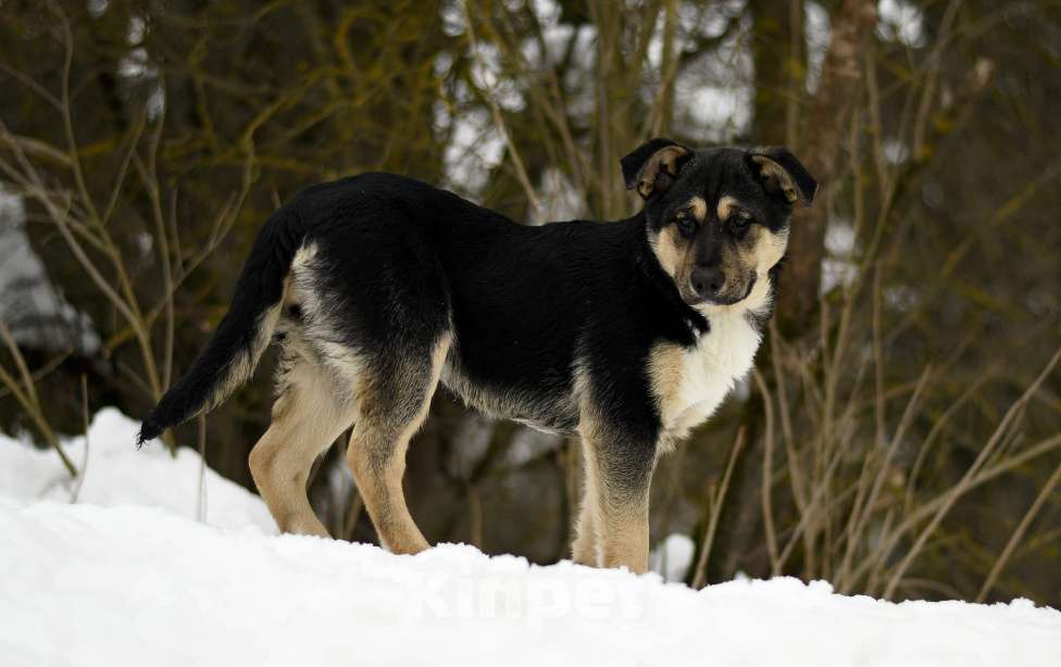 Собаки в других городах Московской области: щенок Ника ищет семью Девочка, Бесплатно - фото 2