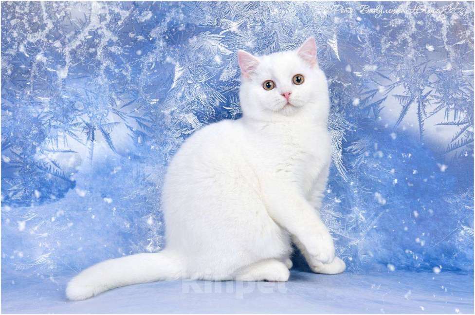 Кошки в Геленджике: Белый шотландский котенок Мальчик, 65 000 руб. - фото 2