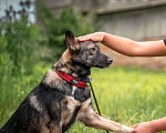 Собаки в других городах Владимирской области: Красивая и добрая собака в добрые руки бесплатно Девочка, Бесплатно - фото 1