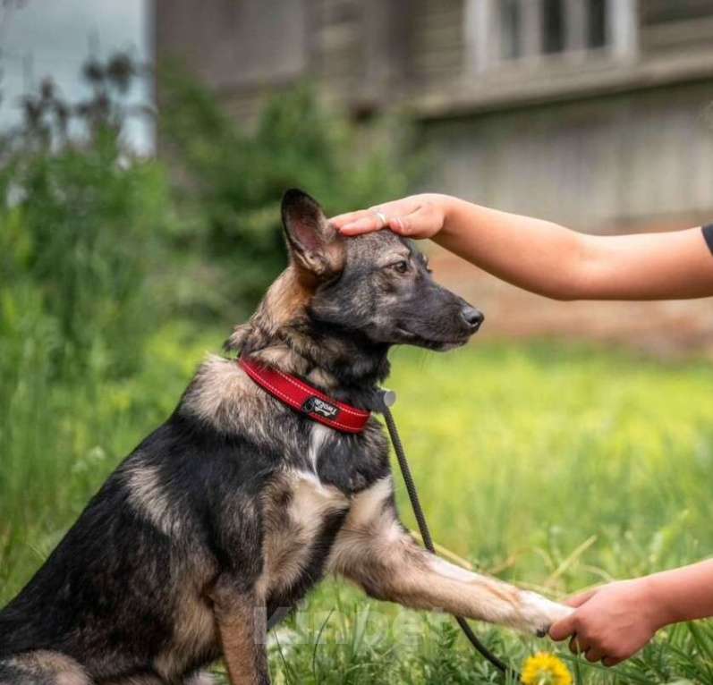 Собаки в других городах Владимирской области: Красивая и добрая собака в добрые руки бесплатно Девочка, Бесплатно - фото 1